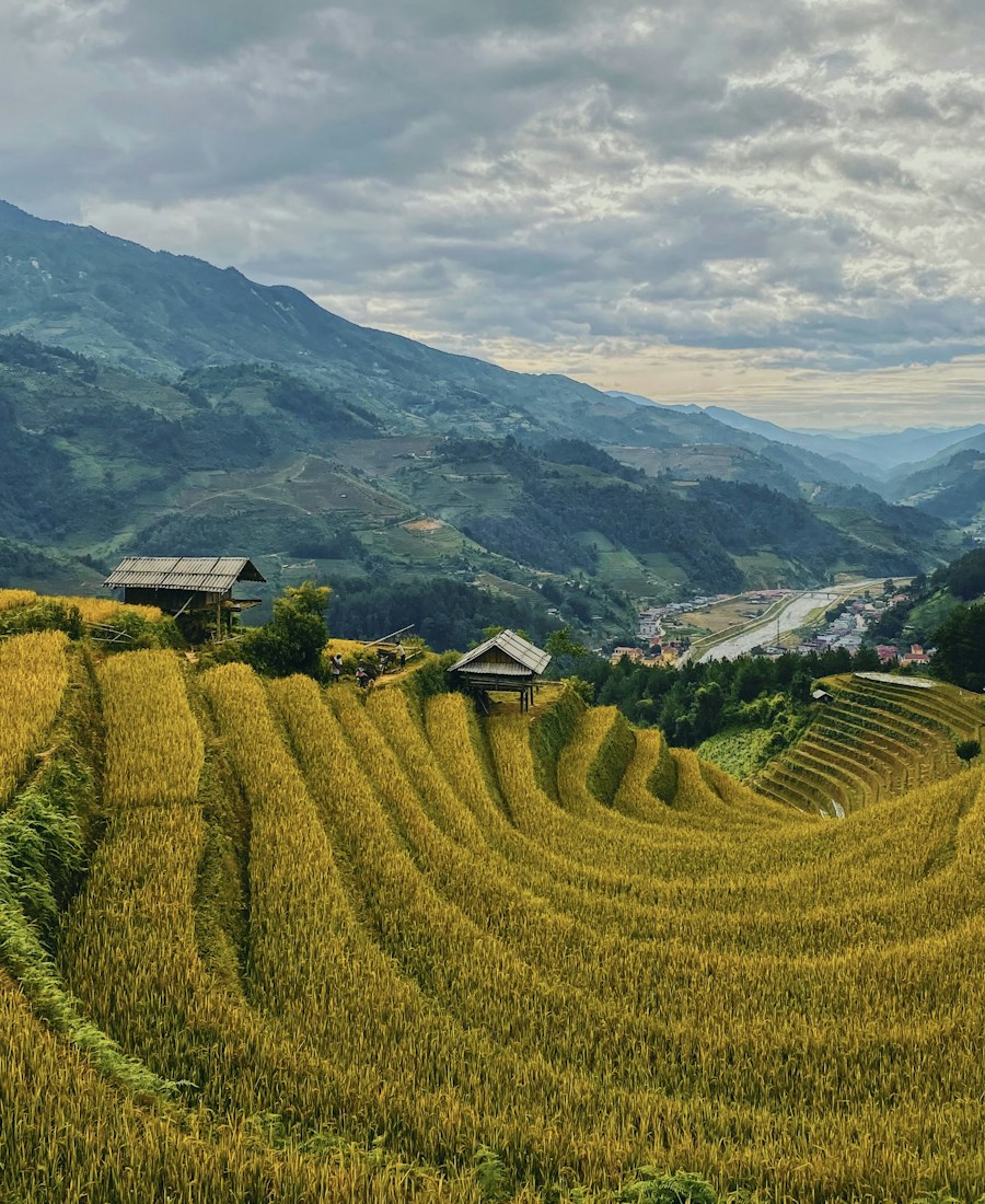 Cánh đồng lúa nếp